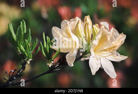 Azaleen blühen im Garten im Frühling. Weichfokus verschwommenes Bild Stockfoto