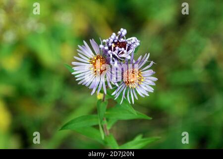 Purple New England Aster Flowers, oder Symphyotrichum novae-angliae, wächst in einer Waldlichtung im Algonquin Provincial Park, Ontario, Kanada. Stockfoto