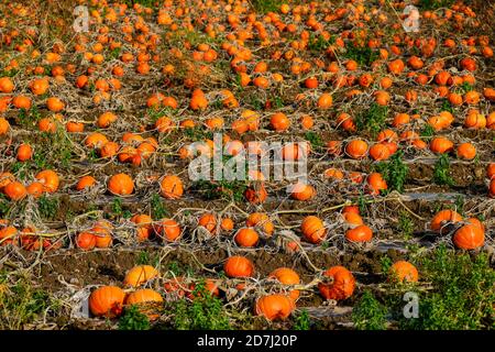 Köln, Nordrhein-Westfalen, Deutschland - Kürbisfeld, Hokkaido Kürbisse wachsen auf einem Feld. Stockfoto