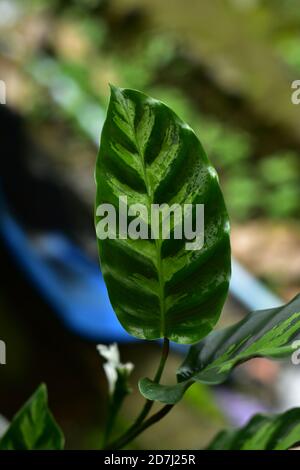 Schönes grünes Blatt mit weißen Streifen von Calathea majestica, tropische Laub Pflanze Natur Blätter Muster Stockfoto