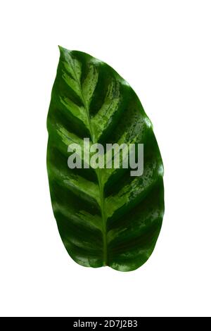 Calathea ornata (Pin-Stripe Calathea) Blätter, tropisches Laub isoliert auf weißem Hintergrund, mit Schnittpfad Stockfoto