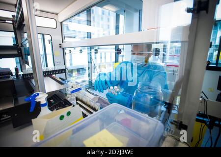 Patientenproben werden von Wissenschaftlern in Platten übertragen, bevor sie in das PCR-Verfahren (Polymerase Chain Reaction) für Covid-19-Tests in der Glasgow Lighthouse-Coronavirus-Testanlage gelangen. Stockfoto