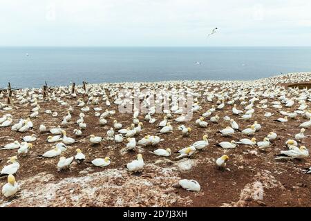 Kolonien von Nordbellen, Morus bassanus, auf Bonaventure Island, Golf von St. Lawrence, Gaspe Peninsula, Quebec, Kanada. Ile-Bonaventure-et-du-Roch Stockfoto