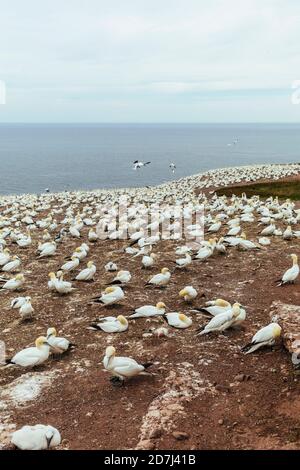 Kolonien von Nordbellen, Morus bassanus, auf Bonaventure Island, Golf von St. Lawrence, Gaspe Peninsula, Quebec, Kanada. Ile-Bonaventure-et-du-Roch Stockfoto