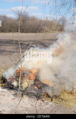 Großes Lagerfeuer im Freien. Ein Haufen Asche aus verbrannten Brettern und Ästen. Heiße Flamme. Stockfoto