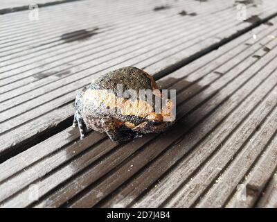 Stierfrosch auf der Veranda aus der Nähe. Stockfoto