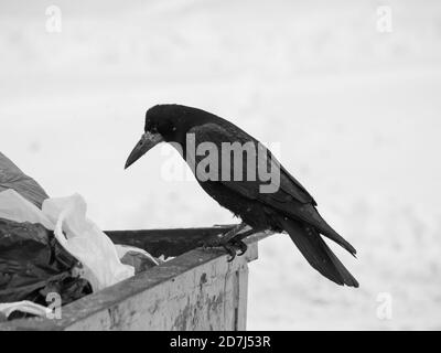 Schwarze Krähe, die auf einer metallenen Mülltonne sitzt und versucht, im Winter etwas zu essen zu finden. Bild in Schwarzweiß. Stockfoto