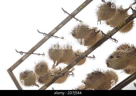 Kugelfische, Stachelschweinfische, Mondfische und verwandte Arten in der Ordnung Tetraodontiformes sind häufig giftig Stockfoto