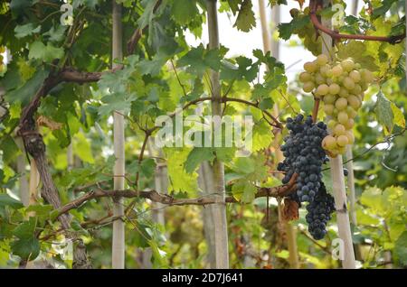 Erntezeit der violetten und weißen Trauben in Cinque terre. Stockfoto