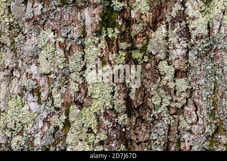 Detail der Blattschicht-Lichen-Arten, die auf dem Bark einer englischen Eiche (Quercus robur) wachsen. Stockfoto