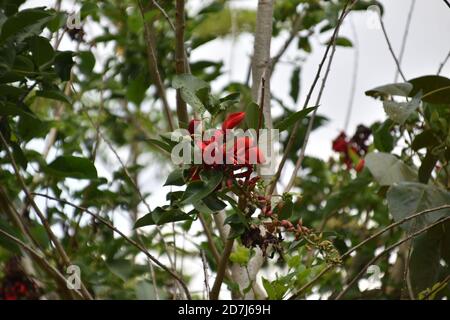 Die roten Jasminblüten begannen zu blühen Stockfoto