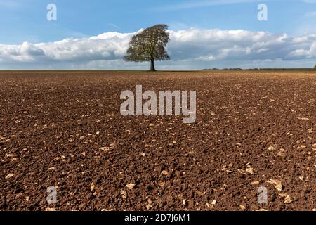 Einzelbaum in der Mitte eines gepflügten Feldes in, Somerset England Stockfoto