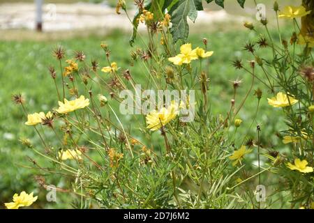 Die schönen gelben Cosmos oder Cosmos sulfureus Blüten sind geblüht Stockfoto