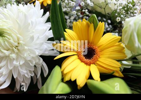 Gelbe Chrysantheme Gänseblümchen Blume in einem Strauß Stockfoto