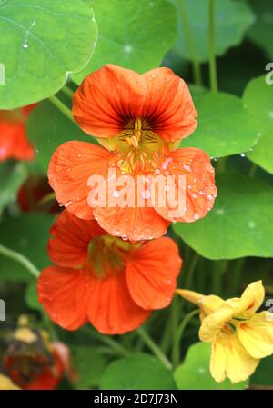 Nahaufnahme von Orange Nasturtiums mit Wassertropfen nach dem Regen Stockfoto