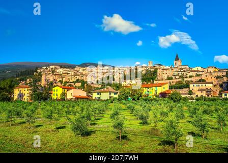 Spello mittelalterliches Dorf und Olivenhain. Perugia, Umbrien, Italien, Europa. Stockfoto