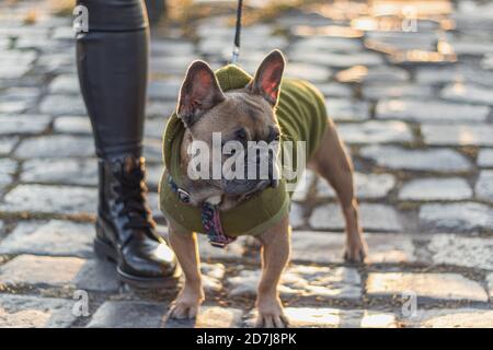 Nette neugierige Französisch Bulldogge trägt grünen Hoodie Stockfoto