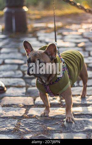 Neugierig Französisch Bulldog im Hoodie freuen uns Stockfoto