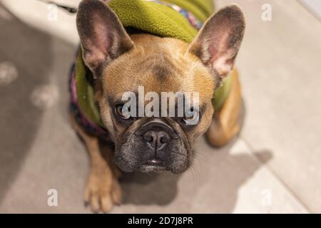 Niedliche französische Bulldogge im Hoodie liegend Porträt Stockfoto