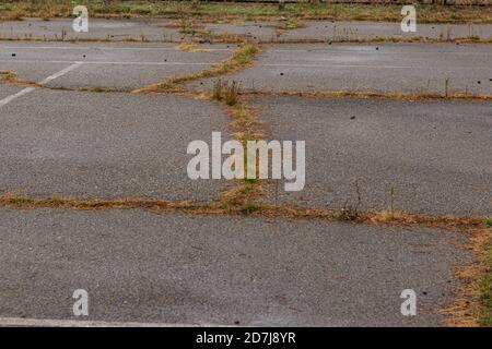 Nass Herbst verlassen grau Asphalt Textur mit Rissen und Gras Stockfoto