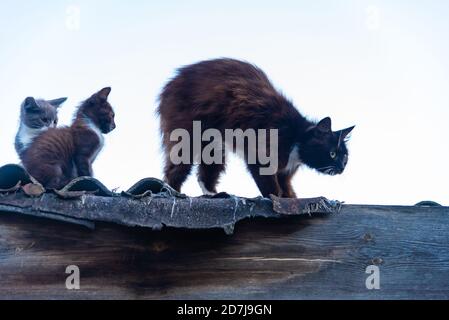 Nette Mutterkatze und kleine Kätzchen sitzen auf Holzhaus Dach Stockfoto