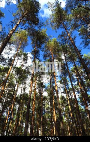 Hohe Waldbäume im Frühherbst Stockfoto