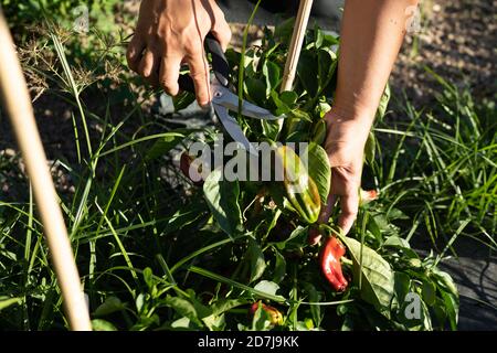 Hände des männlichen Küchenchefs schneiden jalapeno Pfeffer aus Pflanzen in Obstgarten Stockfoto