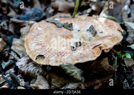 Regalpilz, auch Bracketpilz (basidiomycete) genannt, der auf einem gefallenen Baum wächst Stockfoto