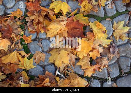 Auf dem Bürgersteig im Park liegen gefallene Blätter. Jahreszeiten des Jahres. Stockfoto