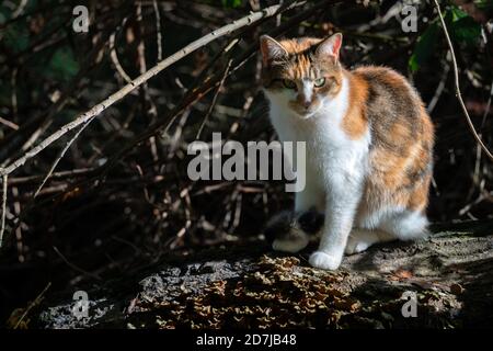 Calico Katze genießen die späten Nachmittag Herbstsonne Stockfoto