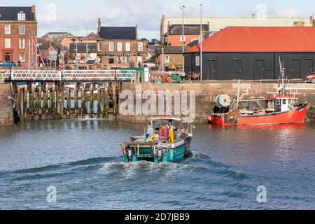 Kleines Fischerboot, das in den Hafen von Arbroath, Arbroath, Angus, Schottland, Großbritannien segelt Stockfoto