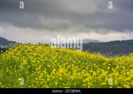 Poppenhausen, Deutschland. Oktober 2020. Dunkle Regenwolken hängen über einem Feld gelber Senfblüten in der Hessischen Rhön bei Poppenhausen. Kredit: Frank Rumpenhorst/dpa/Alamy Live Nachrichten Stockfoto