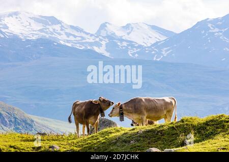 Zwei Kühe weiden in den Schweizer Alpen Stockfoto