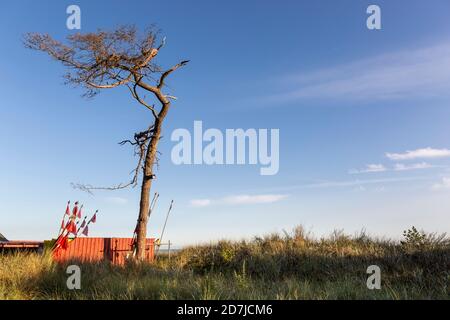 Einbunter Baum, der am grasbewachsenen Strand wächst Stockfoto