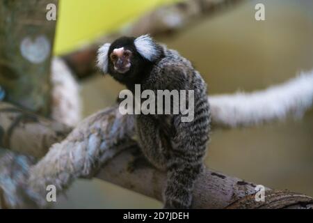 Ein kleiner Callitrix-Affe sitzt auf einem Baumzweig. Stockfoto