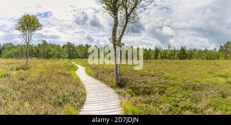 Deutschland, Baden-Württemberg, Bad Wurzach, Boardwalk durch Heidekraut, das im Moor des Naturschutzgebietes Wurzacher Ried wächst Stockfoto