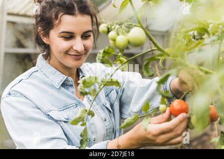 Nahaufnahme einer lächelnden jungen Frau, die Tomaten aus Pflanzen pflückt Gewächshaus Stockfoto