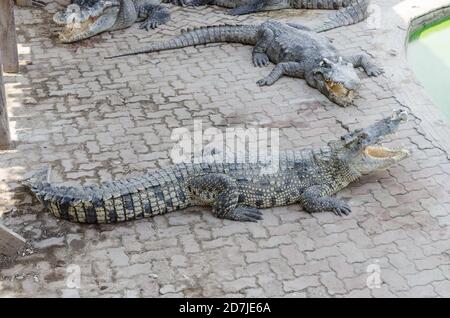 Amphibien prähistorischen Krokodil. Krokodil ist zwischen Land und Wasser. Stockfoto