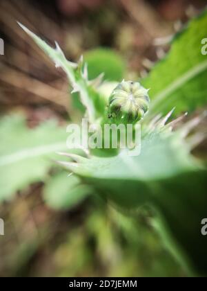 Löwenzahn im Begriff zu öffnen, Sonchus oleraceus, Sow Distel, Makrofotografie Stockfoto