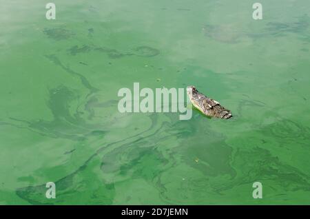 Amphibien prähistorischen Krokodil. Krokodil ist zwischen Land und Wasser. Stockfoto