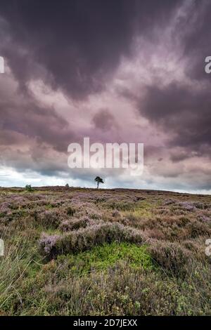 Lone Pine Tree auf Commondale Moor, North York Moors National Park, Yorkshire, England Stockfoto