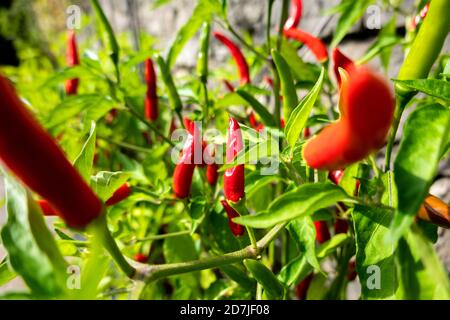 Rote Chilischoten wachsen in Bio-Garten Stockfoto