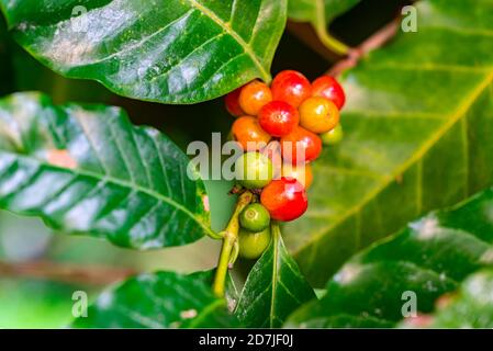 Nahaufnahme von reifen und unreifen arabica-Kaffeefrüchten auf einem Zweig von Kaffeebaum. Kaffeebaum ist in der Gattung Coffea. Sie sind kleine Bäume, die in Subtropica heimisch sind Stockfoto