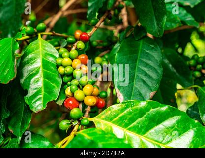 Trauben von roten und grünen arabica-Kaffeefrüchten auf Ästen von Kaffeebaum. Die Kaffeebäume sind kleine Bäume, die im subtropischen Afrika und südlichen Afrika beheimatet sind Stockfoto