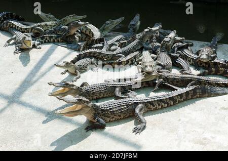 Amphibien prähistorischen Krokodil. Krokodil ist zwischen Land und Wasser. Stockfoto