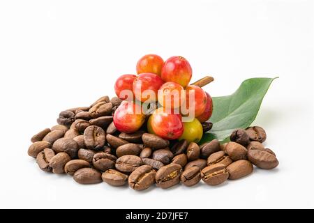 Ein Bündel von Kaffeefrüchten mit Blatt und einem Stapel Kaffeebohnen auf weißem Hintergrund mit Schneideweg. Die Samen der Kaffeefrucht genannt Kaffeebohnen. Beides Stockfoto