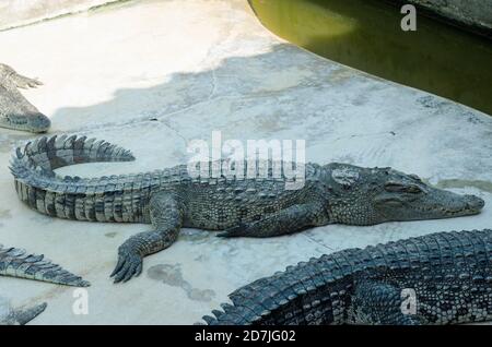 Amphibien prähistorischen Krokodil. Krokodil ist zwischen Land und Wasser. Stockfoto