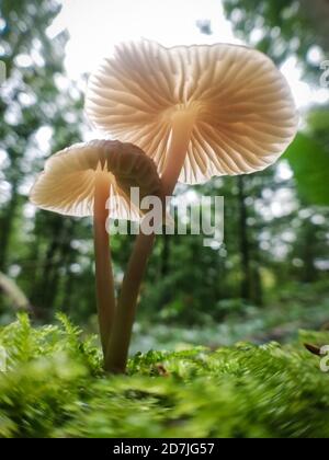 Zwei zerbrechliche Pilzaufnahme von unten, Herbst im Wald, Makrofotografie Stockfoto