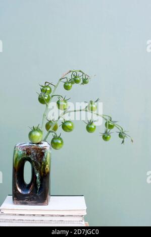 Grüne unreife Tomaten wachsen in Vase stehend auf Bücherstapel Stockfoto