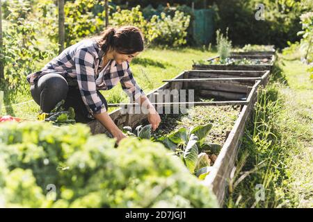 Lächelnde junge Frau pflücken Gemüse aus Hochbett im Garten Stockfoto